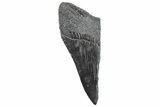 Partial Fossil Megalodon Tooth - South Carolina #289280-1